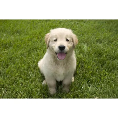 Canina Welpenkalk Tabletten