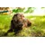 Canina Calcium Carbonat Tabletten Canina Calcium Carbonat Tabletten