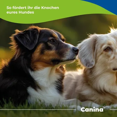 Canina Calcium Carbonat Tabletten Canina Calcium Carbonat Tabletten