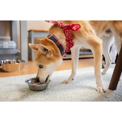 Canina Knoblauch Pulver Canina Knoblauch Pulver