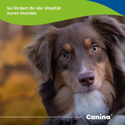 Canina Knoblauch Pulver Canina Knoblauch Pulver