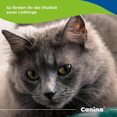 Canina Medizinal-Dorschlebertran Canina Medizinal-Dorschlebertran