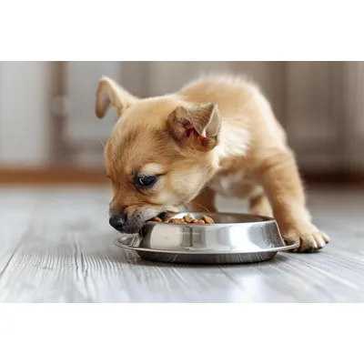 Canina Welpenkalk Pulver Canina Welpenkalk Pulver