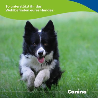Canina Magen Balance
