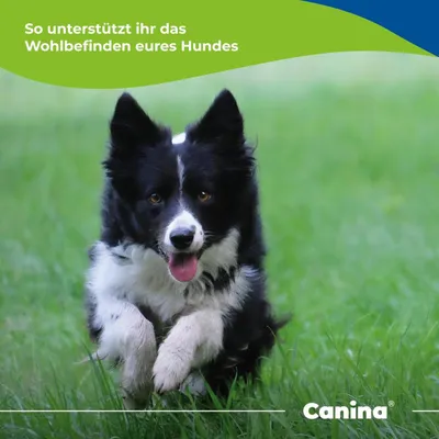 Canina Magen Balance Canina Magen Balance