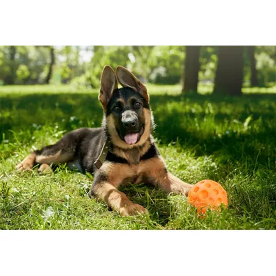 Canina Barfers Oil Canina Barfers Oil