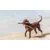 Canina Seealgen Tabletten Canina Seealgen Tabletten