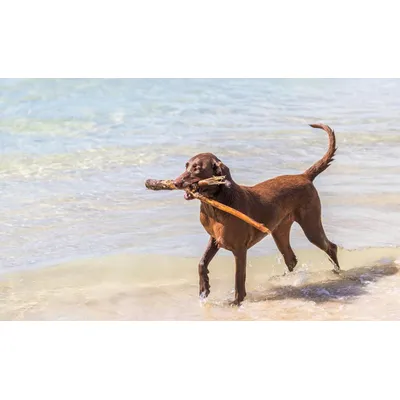 Canina Seealgen Tabletten Canina Seealgen Tabletten