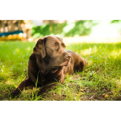 Canina Calcium Carbonat Tabletten Canina Calcium Carbonat Tabletten