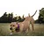 Canina Petvital Darmgel Canina Petvital Darmgel