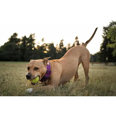 Canina Petvital Darmgel Canina Petvital Darmgel