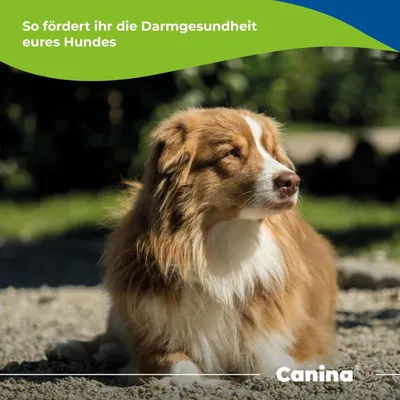 Canina Petvital Darmgel Canina Petvital Darmgel