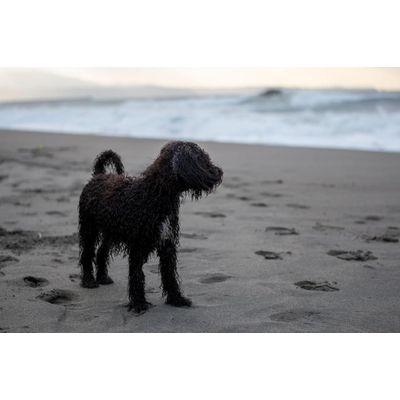 Canina Algenkalk