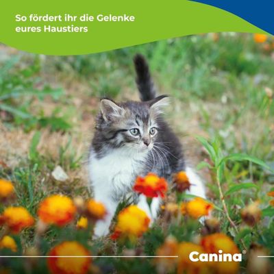 Canina Velox Gelenkenergie