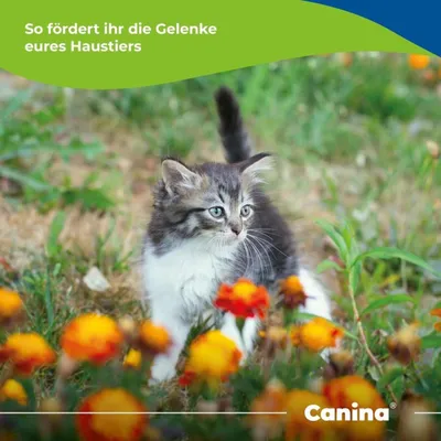 Canina Velox Gelenkenergie Canina Velox Gelenkenergie