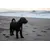 Canina Algenkalk Canina Algenkalk
