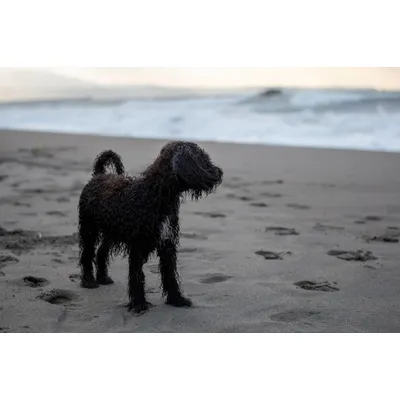 Canina Algenkalk Canina Algenkalk