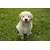 Canina Welpenkalk Tabletten