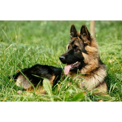 Canina Kräuter-Doc Niere & Harnblase
