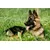 Canina Kräuter-Doc Niere & Harnblase Canina Kräuter-Doc Niere & Harnblase