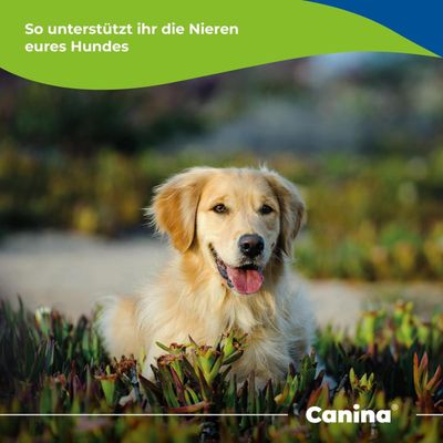 Canina Kräuter-Doc Niere & Harnblase