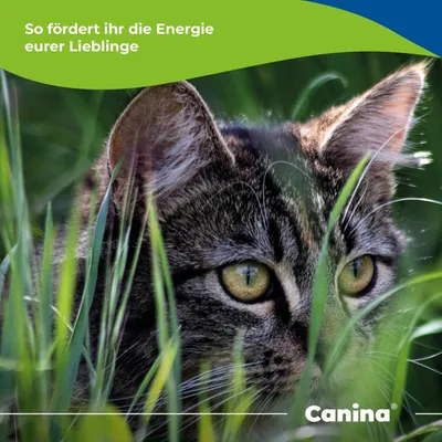 Canina Rinderfett Pulver Canina Rinderfett Pulver