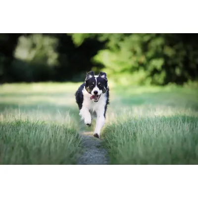 Canina Petvital Energy-Gel Canina Petvital Energy-Gel