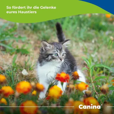 Canina Velox Gelenkenergie 400g Canina Velox Gelenkenergie 400g