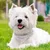 Collier de chien en strass, collier pour animal