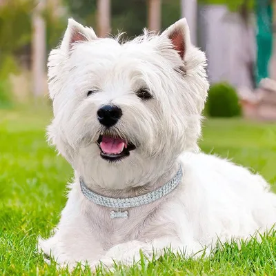 Collier de chien en strass, collier pour animal