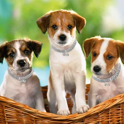 Collier de chien en strass, collier pour animal