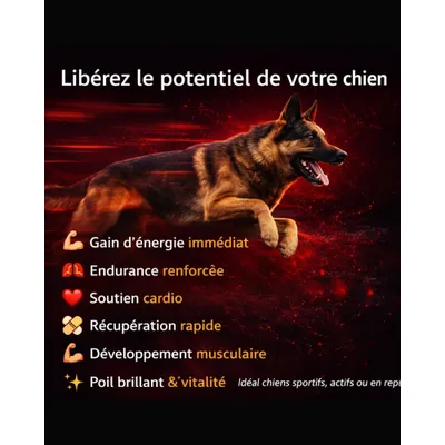 BLOODSPORT - Complément Énergétique - Énergie Intense