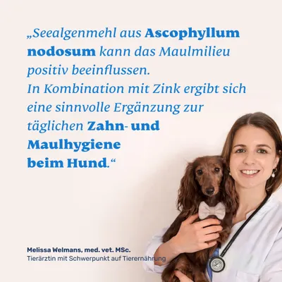 mammaly - Seealge & Zink Pulver für Hunde