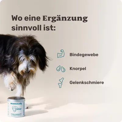 mammaly - Grünlippmuschel-Drops für Hunde