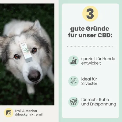10% CBD Tropfen für Hunde