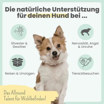 10% CBD Tropfen für Hunde