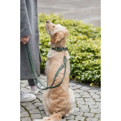 TRIXIE Hundeleine aus Nubukleder, unterfüttert und dreifach verstellbar TRIXIE Hundeleine aus Nubukleder, unterfüttert und dreifach verstellbar
