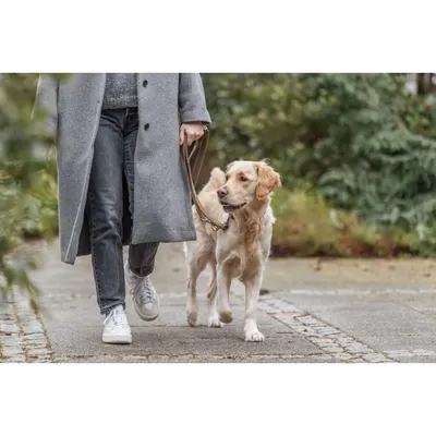 TRIXIE Hundeleine aus Nubukleder, unterfüttert und dreifach verstellbar TRIXIE Hundeleine aus Nubukleder, unterfüttert und dreifach verstellbar