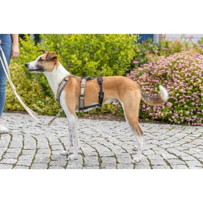 TRIXIE Panik-Adapter Stay für Geschirre