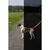 TRIXIE Premium Reflect H-Geschirr TRIXIE Premium Reflect H-Geschirr