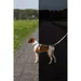 TRIXIE Premium Reflect H-Geschirr