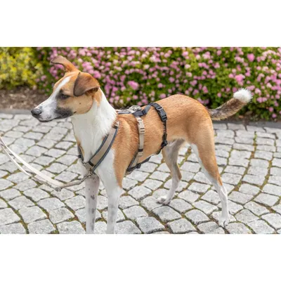 TRIXIE Panik-Adapter Stay für Geschirre