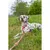 TRIXIE Soft Rope Zug-Stopp-Halsband TRIXIE Soft Rope Zug-Stopp-Halsband