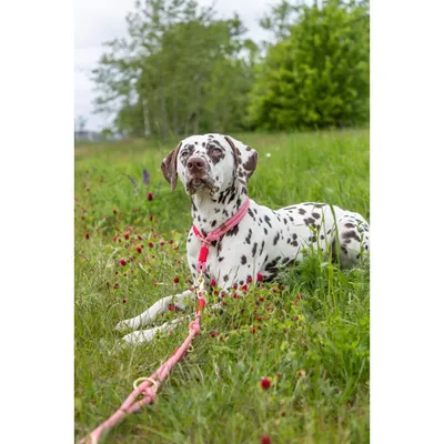 TRIXIE Soft Rope Zug-Stopp-Halsband TRIXIE Soft Rope Zug-Stopp-Halsband
