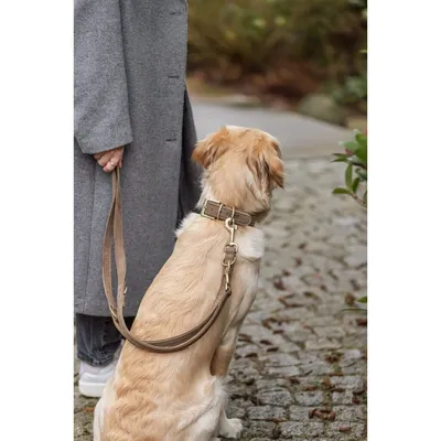 TRIXIE Pure Halsband, Leder extra breit