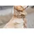 TRIXIE Pure Halsband, Leder extra breit TRIXIE Pure Halsband, Leder extra breit