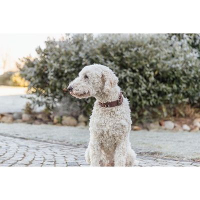 TRIXIE Rustic Fettleder-Halsband Nieten, extra breit