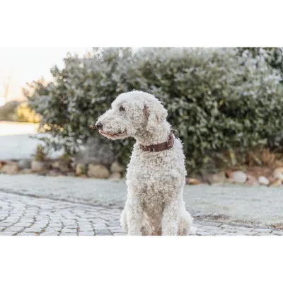 TRIXIE Rustic Fettleder-Halsband Nieten, extra breit