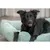 TRIXIE Orthopädisches Cord-Bett für Hunde und Katzen, Memory-Foam TRIXIE Orthopädisches Cord-Bett für Hunde und Katzen, Memory-Foam