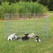 TRIXIE Freilauf für kleine Hunde - diverse